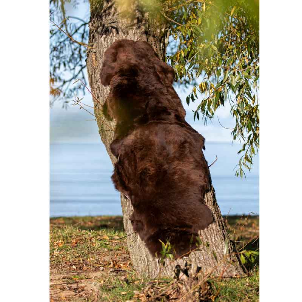 Lammeskinnsfell Mild Brun 180x60cm Royal Camping i gruppen VINTER / Vinterartikler hos Campmarket (73800)